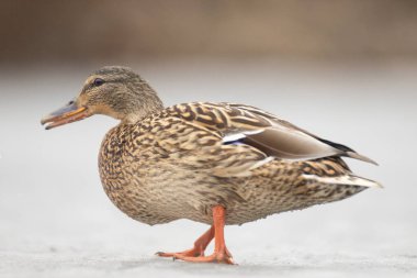2025 gölündeki ördekler