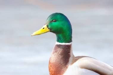 2025 gölündeki ördekler