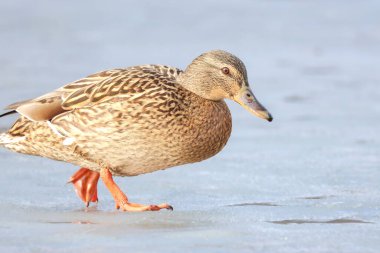 2025 gölündeki ördekler