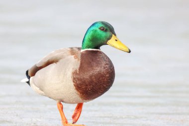 2025 gölündeki ördekler