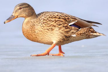 2025 gölündeki ördekler