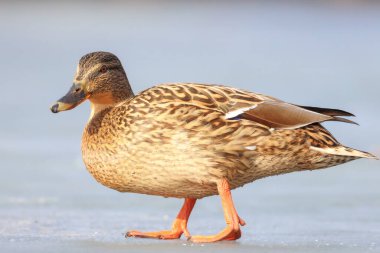 2025 gölündeki ördekler