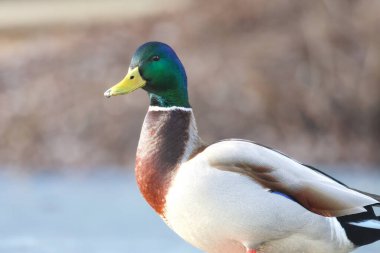 2025 gölündeki ördekler