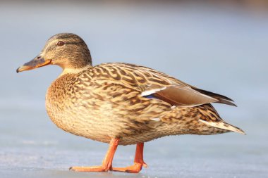 2025 gölündeki ördekler