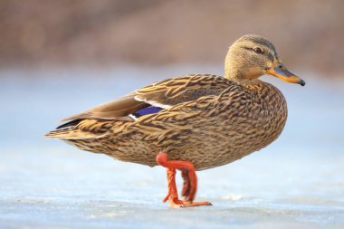 2025 gölündeki ördekler