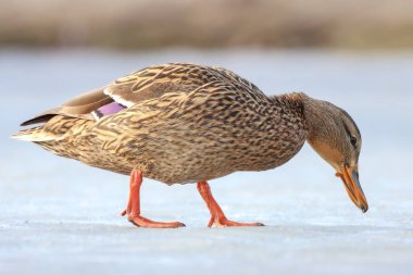 2025 gölündeki ördekler