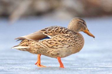 2025 gölündeki ördekler