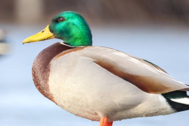 2025 gölündeki ördekler