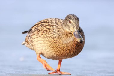 2025 gölündeki ördekler