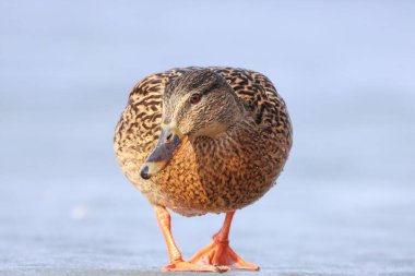 2025 gölündeki ördekler