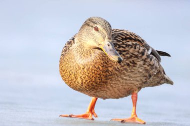 2025 gölündeki ördekler