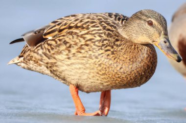 2025 gölündeki ördekler