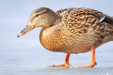 2025 gölündeki ördekler