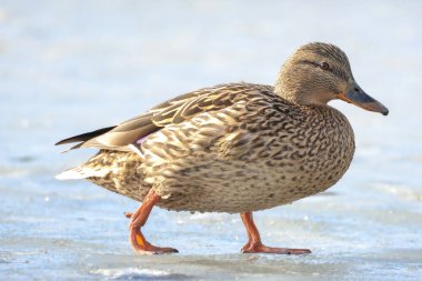 2025 gölündeki ördekler