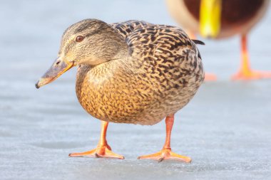 2025 gölündeki ördekler