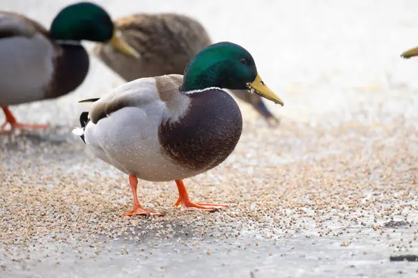 2025 gölündeki ördekler