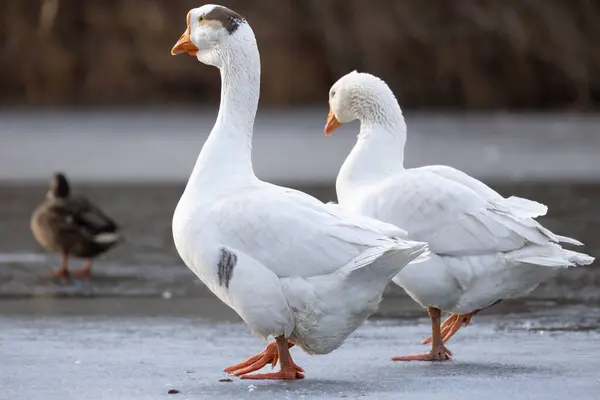 2025 gölündeki ördekler