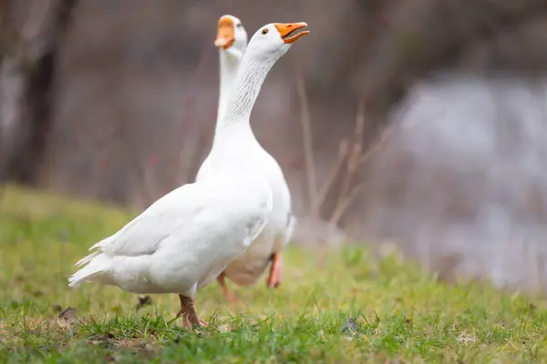 2025 gölündeki ördekler