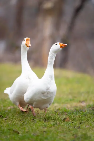 2025 gölündeki ördekler