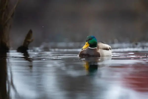 2025 gölündeki ördekler