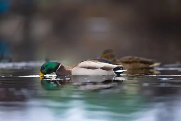 2025 gölündeki ördekler