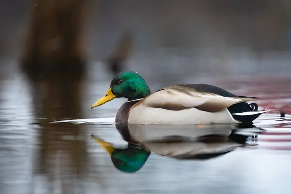 2025 gölündeki ördekler