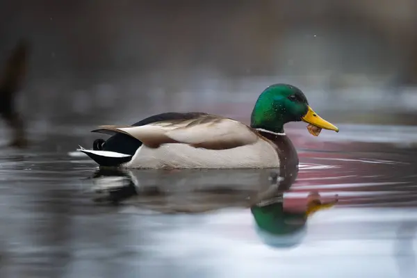 2025 gölündeki ördekler