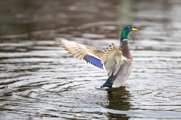 2025 gölündeki ördekler