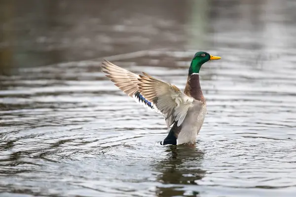 2025 gölündeki ördekler