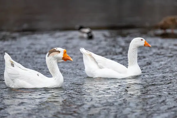 2025 gölündeki ördekler