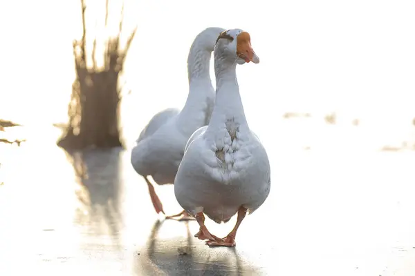 2025 gölündeki ördekler