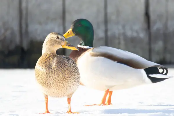 2025 gölündeki ördekler