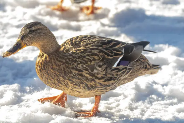 2025 gölündeki ördekler