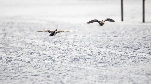 2025 gölündeki ördekler