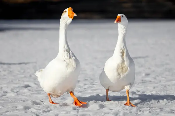 2025 gölündeki ördekler