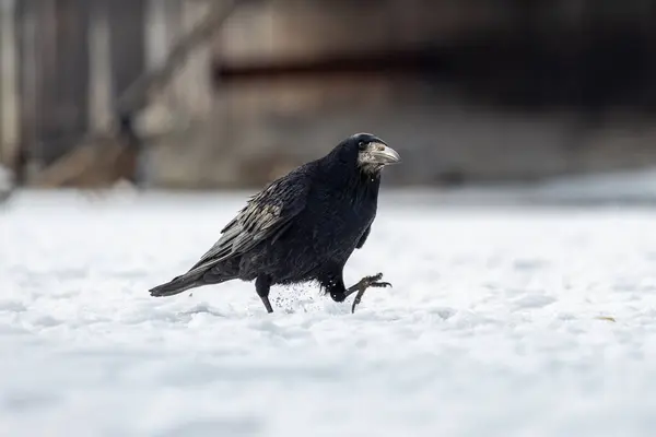 2025 gölündeki ördekler