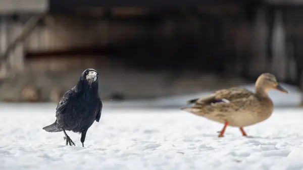 2025 gölündeki ördekler