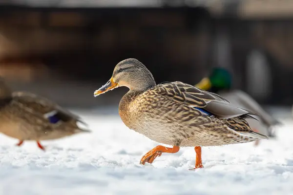 2025 gölündeki ördekler