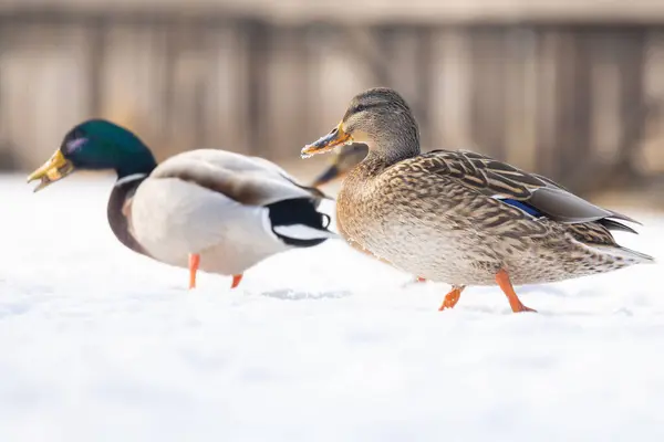 2025 gölündeki ördekler