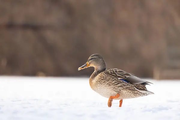 2025 gölündeki ördekler