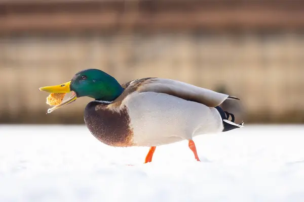 2025 gölündeki ördekler