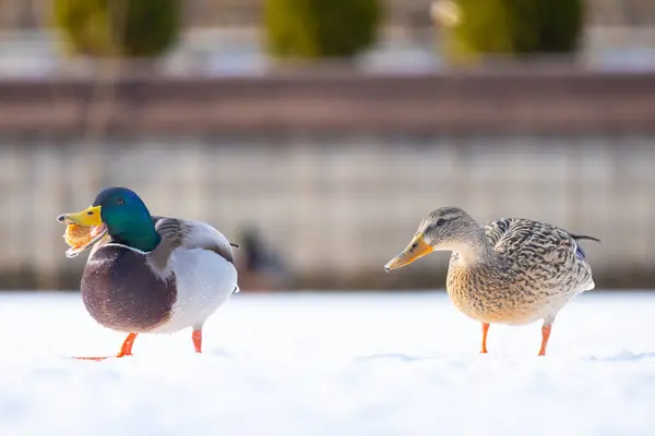 2025 gölündeki ördekler