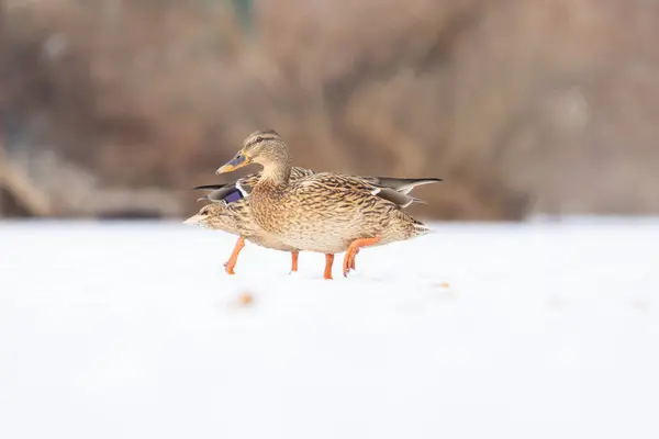 2025 gölündeki ördekler