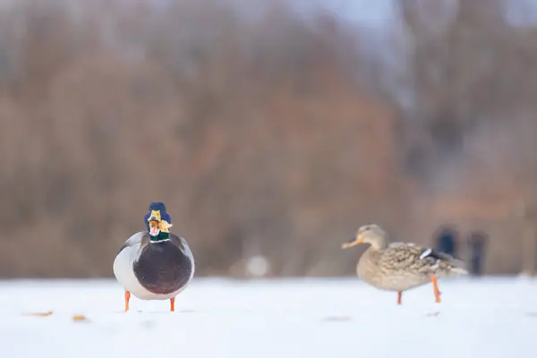 2025 gölündeki ördekler