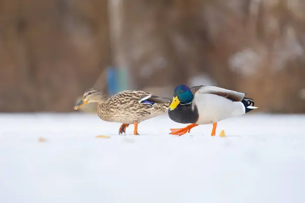 2025 gölündeki ördekler