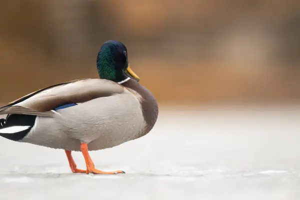 2025 gölündeki ördekler