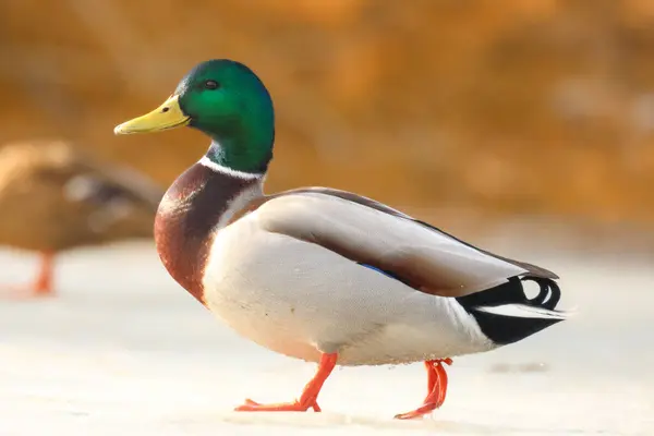 2025 gölündeki ördekler