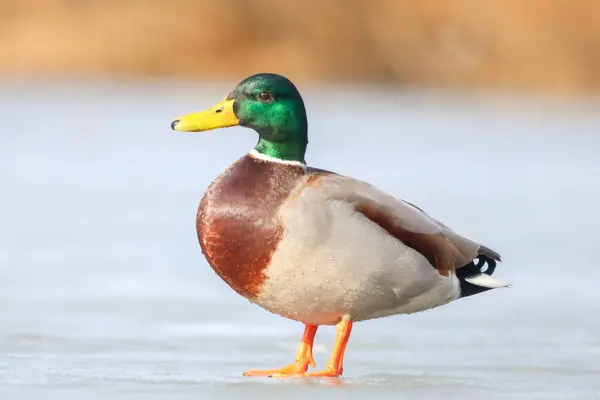 2025 gölündeki ördekler