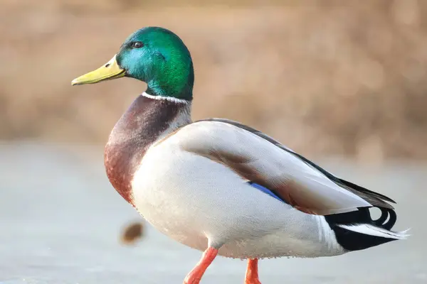 2025 gölündeki ördekler