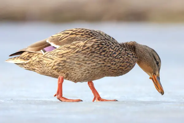 2025 gölündeki ördekler